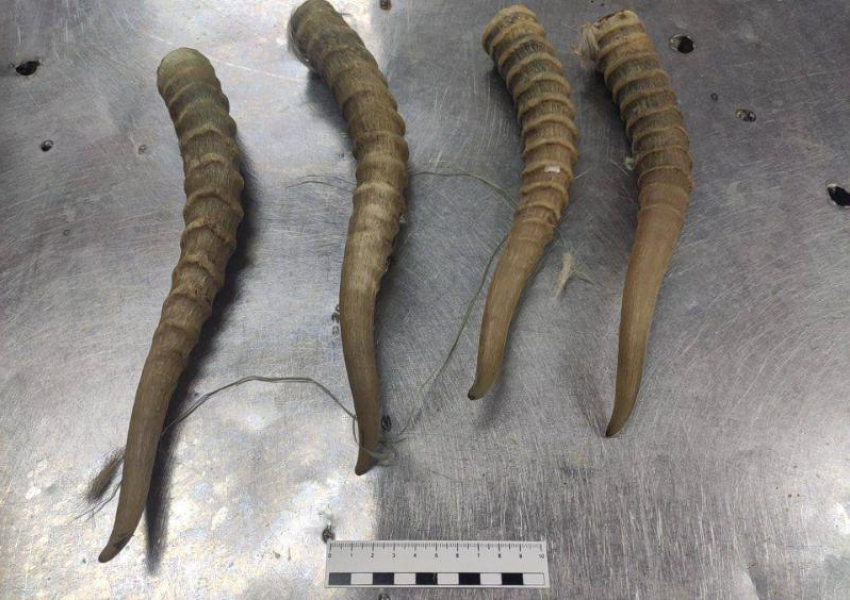 Астраханца задержали после продажи останков краснокнижного животного