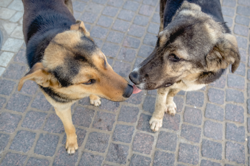Инициативу астраханских депутатов по поводу усыпления агрессивных собак поддержала ЮРПА