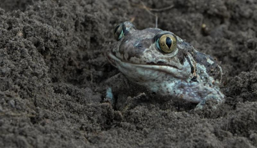 В Астраханской области под землей прячется интересное прыгающее животное