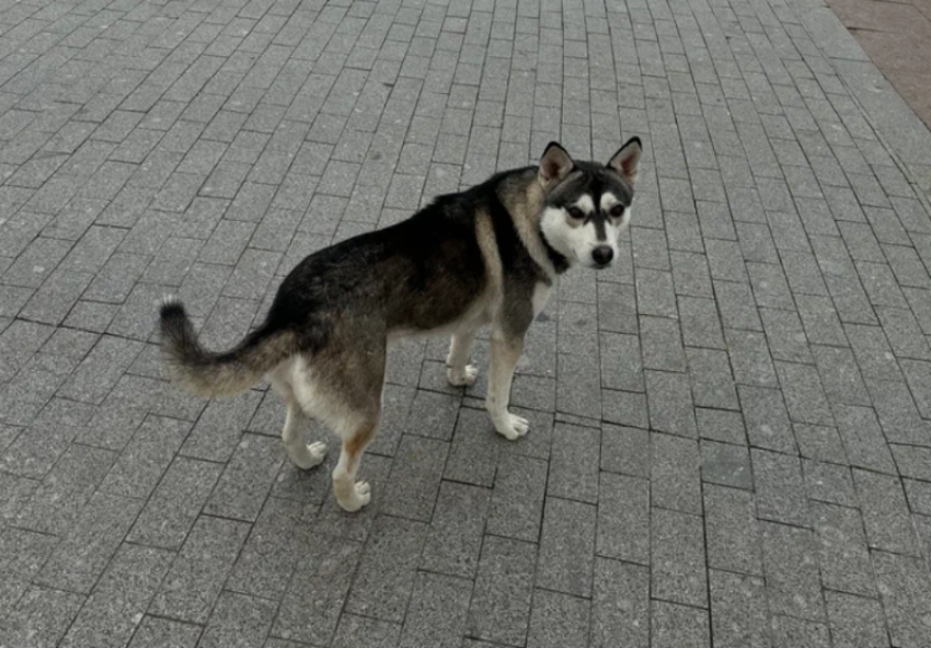 Подсчитано: в Астрахани и Приволжском районе стало меньше бродячих собак