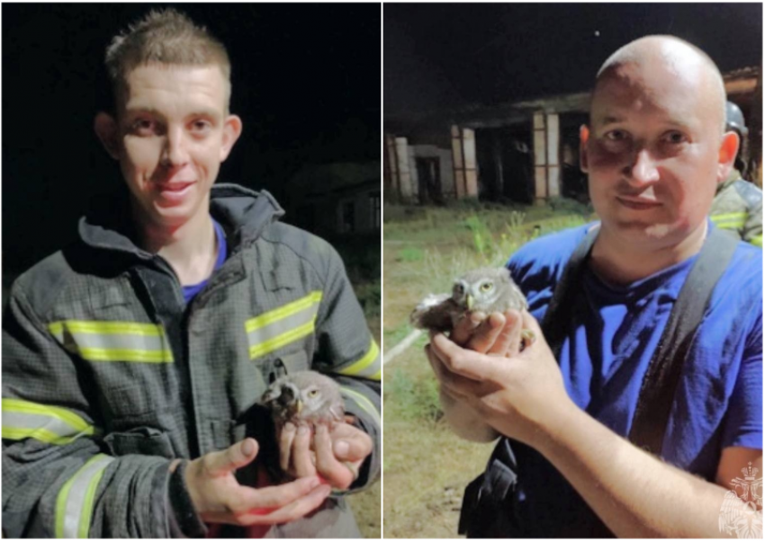 В Астраханской области огнеборцы спасли птенца краснокнижного филина на пожаре