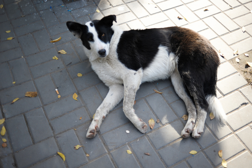 Агрессивная собака оставила без воды людей под Астраханью
