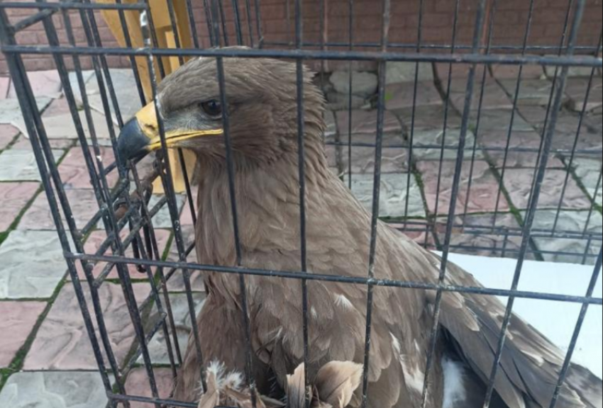 Под Астраханью спасли крупную хищную птицу с переломом крыла