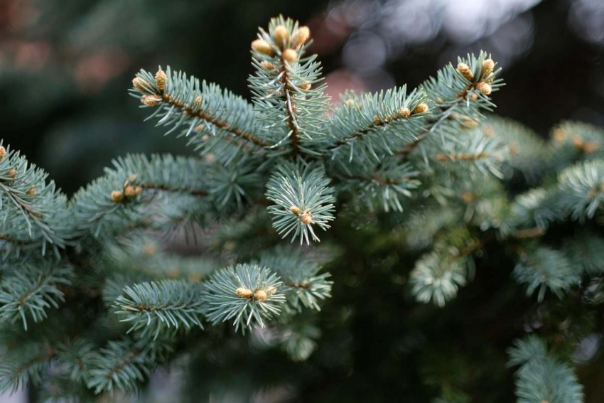 Где в Астрахани купить новогоднюю елку