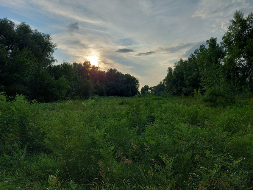 В Астраханской области рассказали удивительное о местных насекомых
