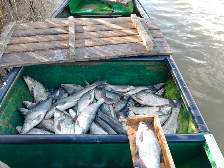 Какая рыба хорошо ловится в Астраханской области