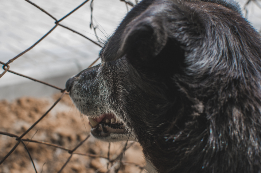Астраханцев просят спасти щенков, оказавшихся в ловушке