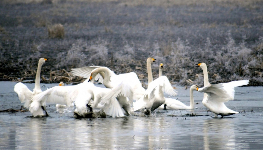 Астраханская область стала колыбелью для тысяч лебедей: где их можно встретить