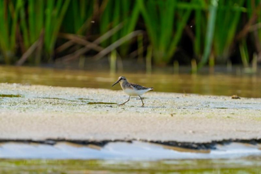 Это удивительно: в Астраханской области появились новые очень редкие виды птиц