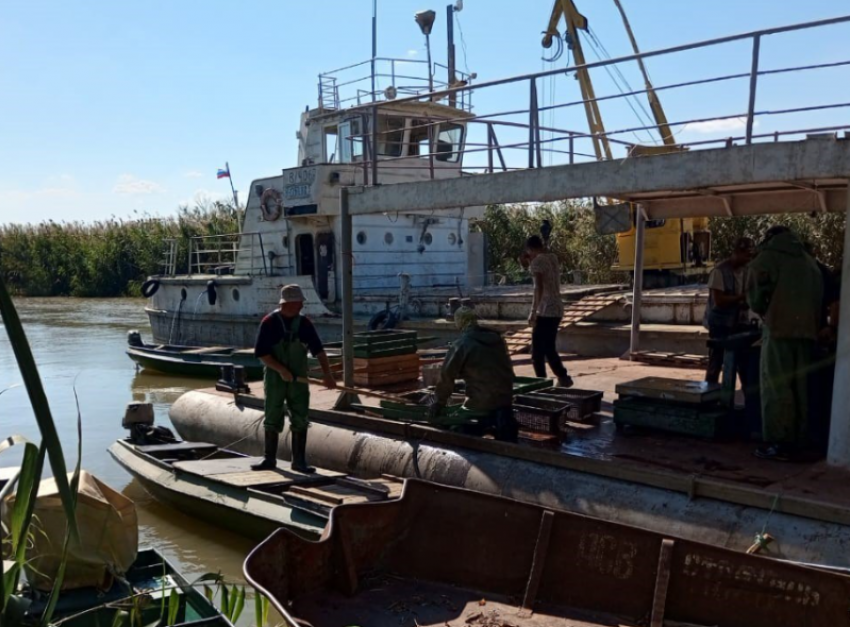 Больше 700 астраханцев ушли работать в сферу добычи рыбы за осеннюю путину