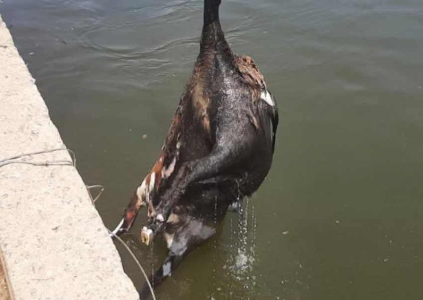 Глава Астрахани прокомментировал жуткую находку в городском канале