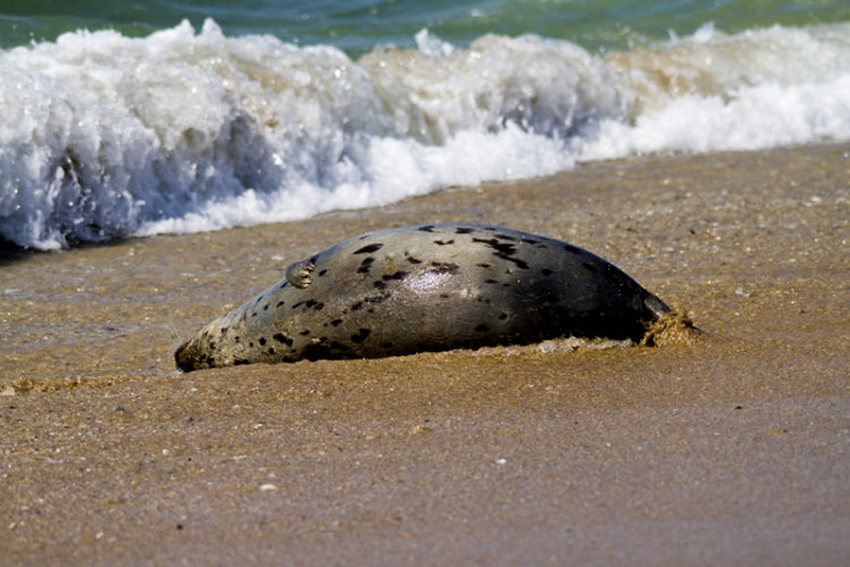 Сотня мёртвых тюленей обнаружена на побережье Каспия