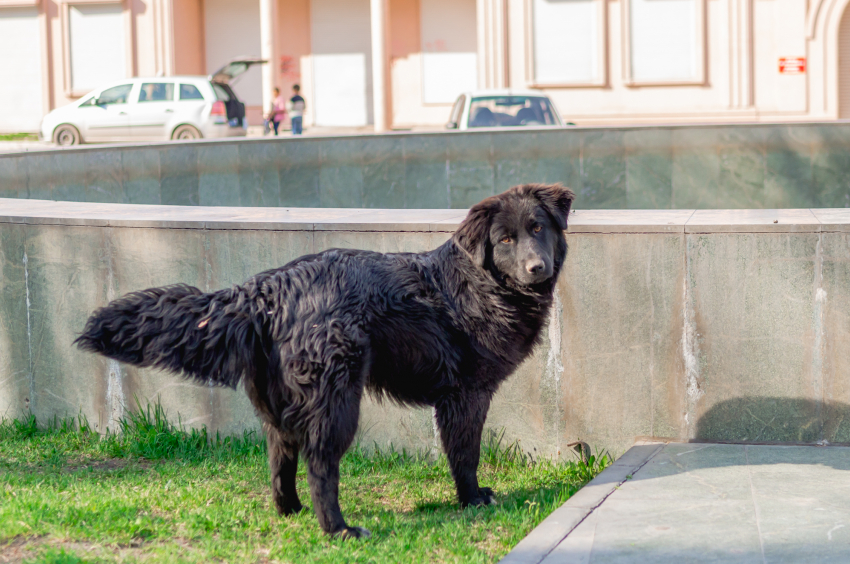 Астраханец отсудил у чиновников компенсацию за укус собаки