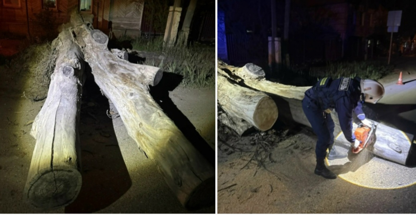 Рухнуло с грохотом: в Астрахани сухое дерево перекрыло проезжую часть