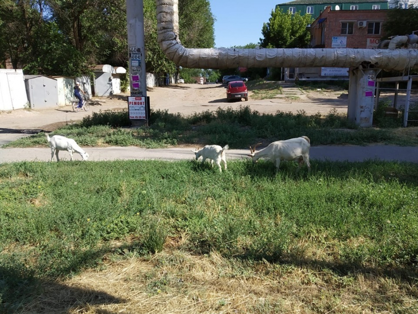 На оживленной улице в Астрахани пасутся козы