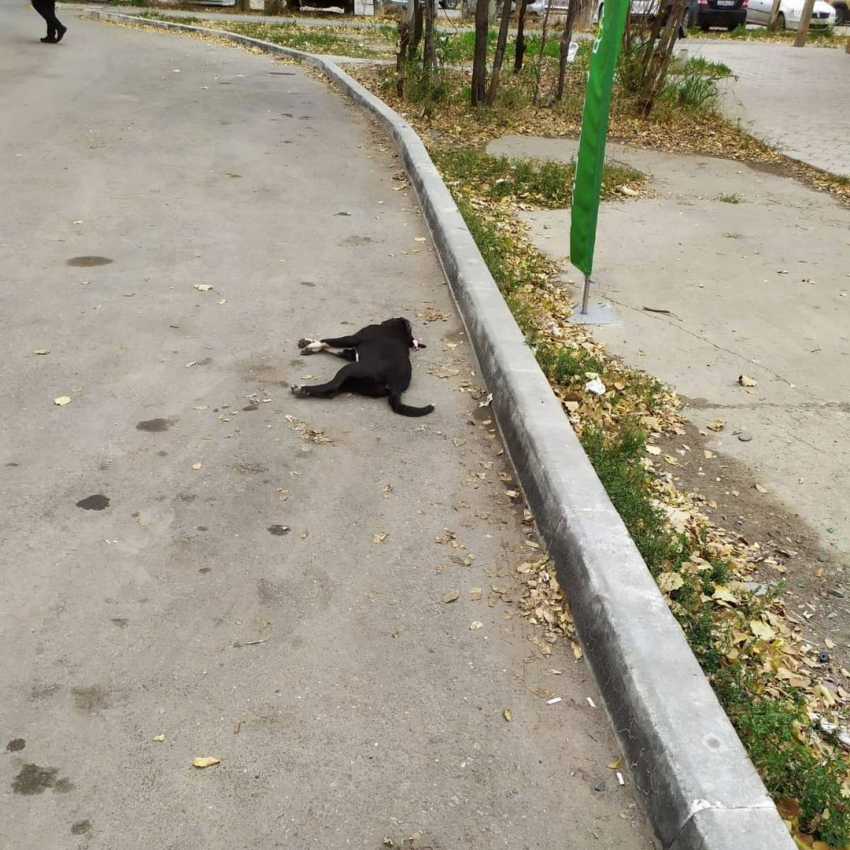 Астраханцы жалуются на трупы собак в 3 Юго-Востоке