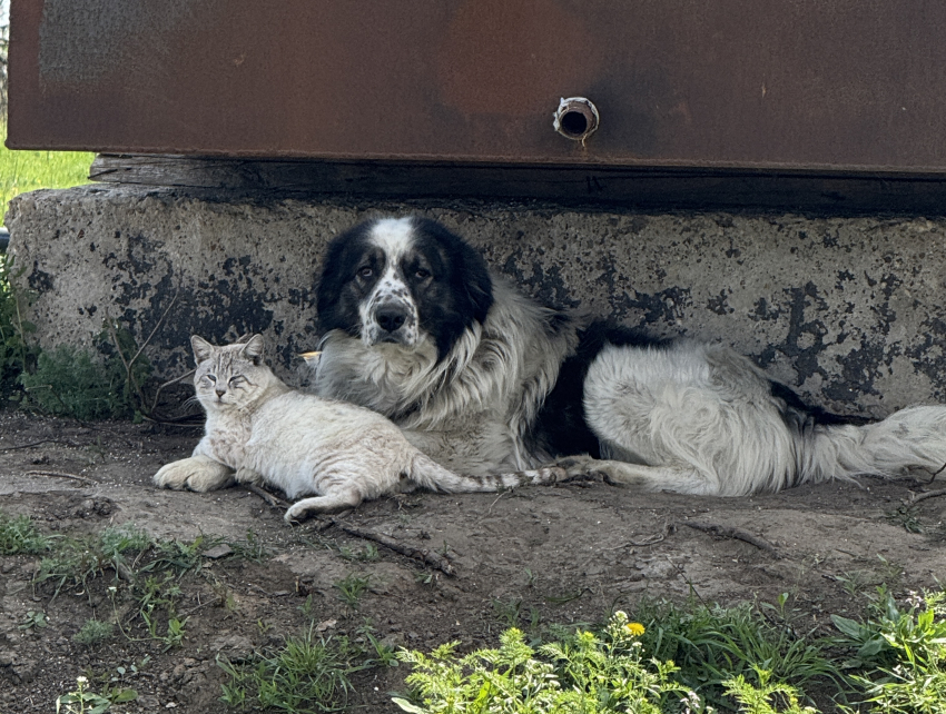 В Астраханской области сообщают о новом очаге смертельного заболевания