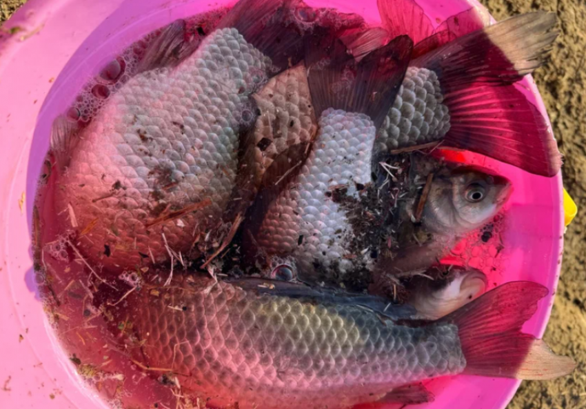 В Астрахани госинспектора «Росрыболовства» заподозрили в получении взяток