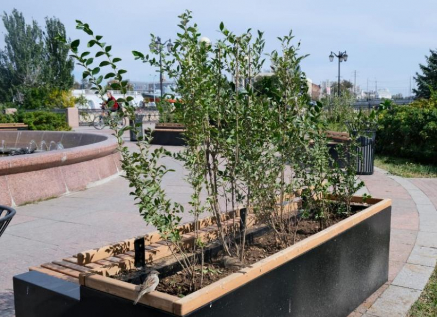 На благоустраиваемой улице Победы в Астрахани появятся «живые изгороди»