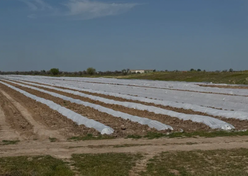 Беспилотники выявили карантинные растения на полях в Астраханской области