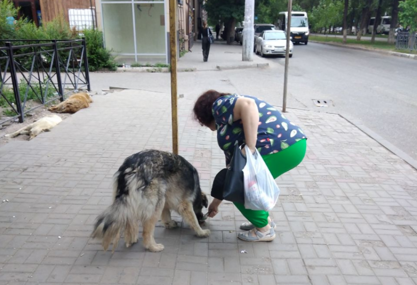 Астраханской области разрешат бороться с бездомными собаками своими методами