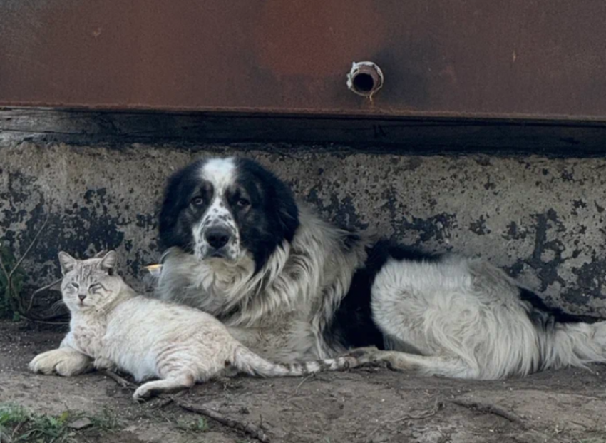 На севере Астраханской области выявили опасное заболевание у собаки