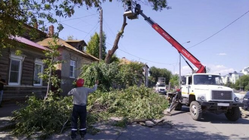 Из-за обрезки деревьев в центре Астрахани ограничат движение транспорта