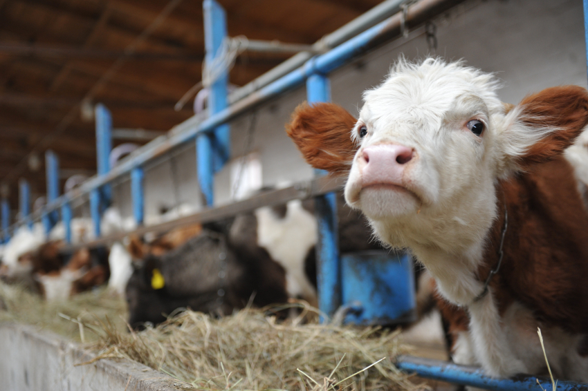 В Астрахани стали меньше доить коров 