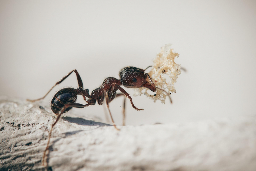 Астраханцы говорят о нашествии муравьёв