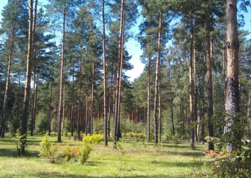 Астраханцам дали рекомендации по безопасности во время сбора грибов