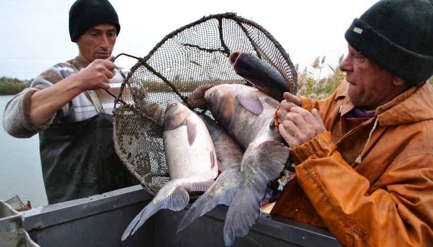 Рыбы в Астраханской области теперь можно поймать в два раза больше
