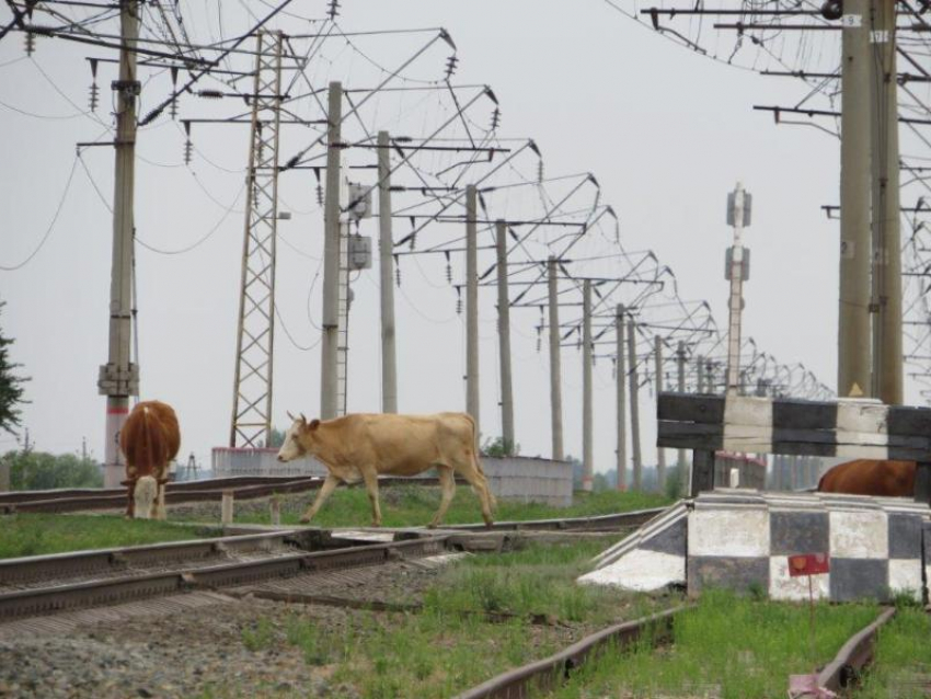 В Астраханской области выпас домашнего скота приводит к проблемам на железнодорожных путях