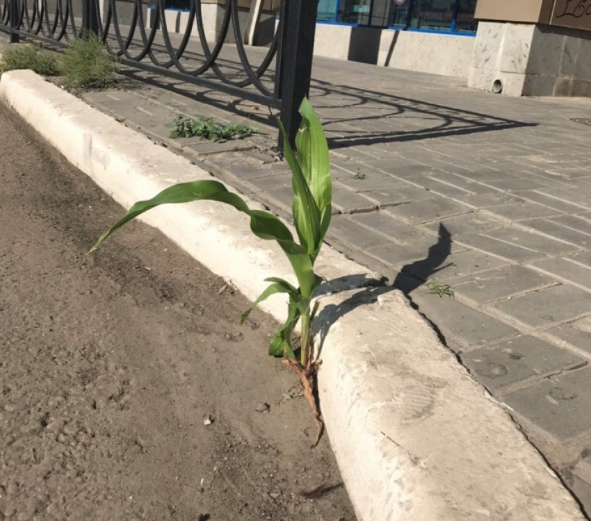 Хрущев был бы доволен. В центре Астрахани из асфальта проросла кукуруза