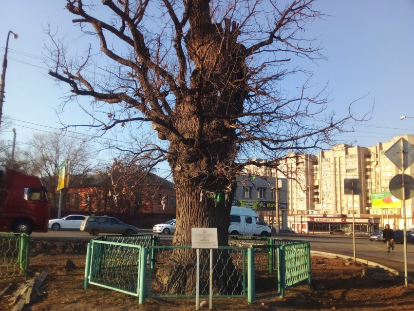 В Астраханской области растут дубы-колдуны