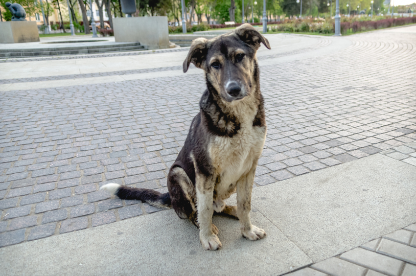Стало известно, почему рожают стерилизованные собаки в Астрахани