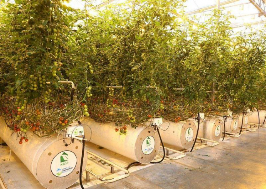 Астраханский комплекс «Кедр» планирует увеличить сбор овощей и расшириться