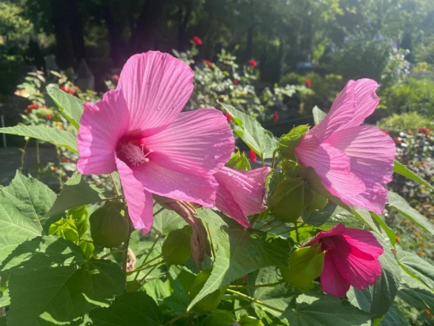 Прогноз погоды, именины, праздники в Астрахани в среду 16 августа