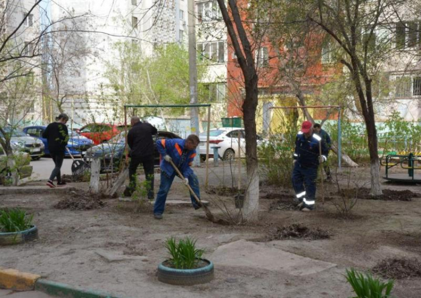 В Кременском районе высадят более 300 кустов астраханских роз