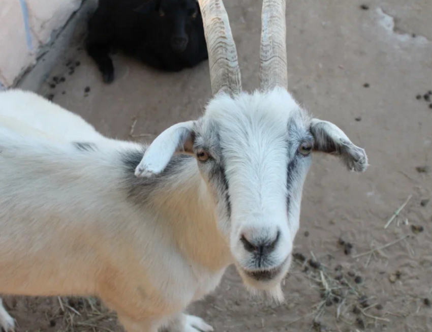 Астраханской области временно запретили поставлять скот в Беларусь