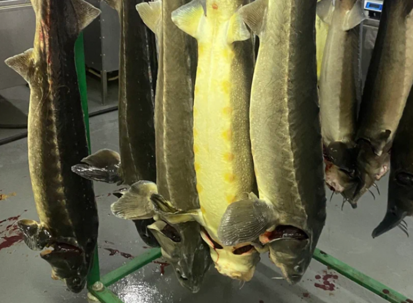 Астраханский суд постановил уничтожить более восьми тонн опасной рыбы