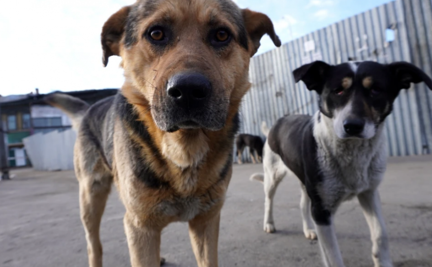 Жители шестого микрорайона Астрахани пожаловались на обилие бездомных собак