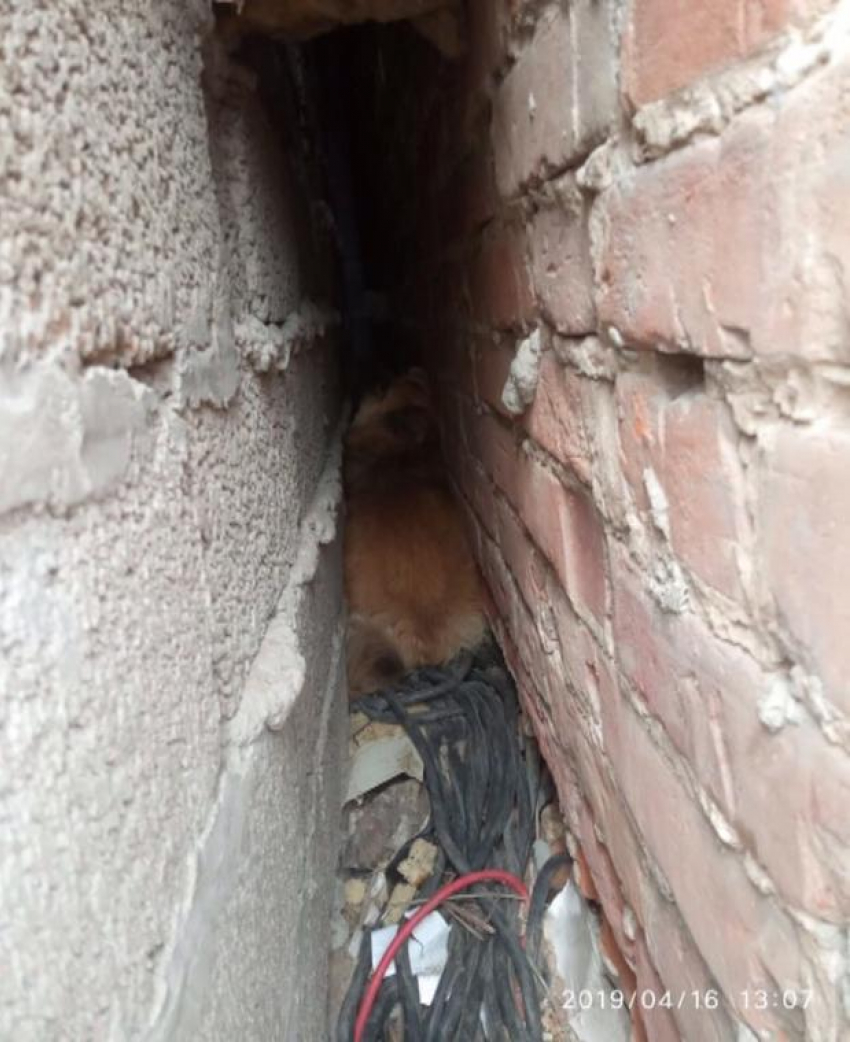 Астраханец спас собаку, которая шесть дней провела в узком проеме 