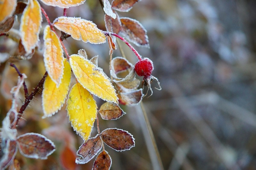 Ночью 11 ноября в Астрахани ожидаются заморозки, утром - сильный туман