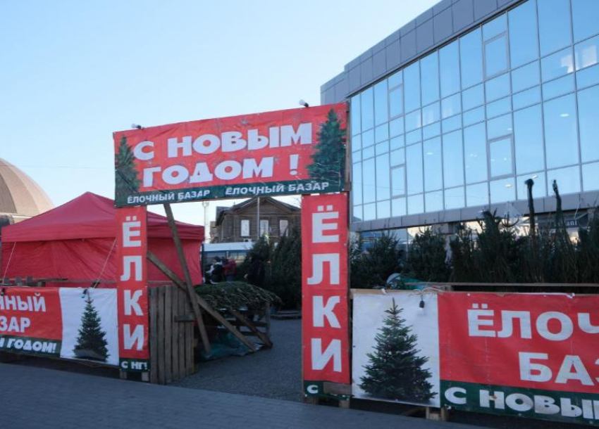 На елочные базары Астрахани привезли российские и зарубежные деревья