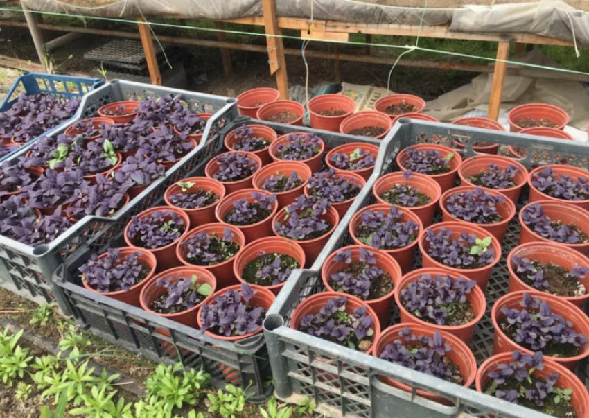 Астраханцам назвали самые высокооплачиваемые вакансии в сельском хозяйстве