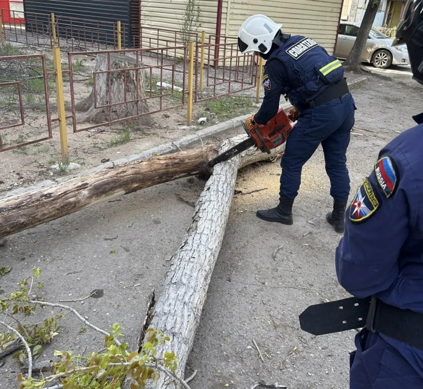 Не выдержало и упало: в Астрахани разобрались с опасным деревом