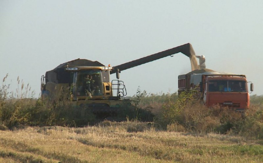 В Астраханской области планируют собрать 38 тысяч тонн риса до конца года