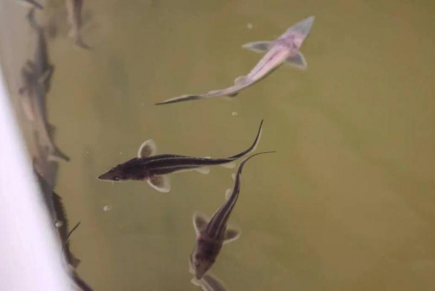 В Астраханской области реализуют уникальный проект ускорения роста осетровых