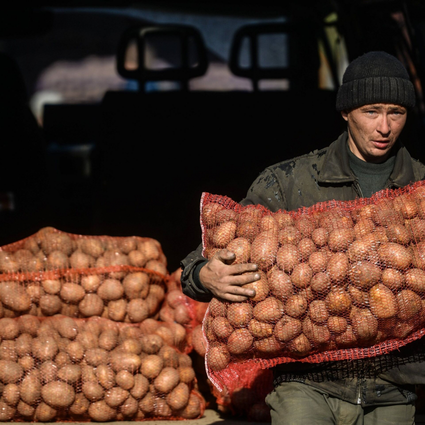 Астраханские производители картофеля не зависят от иностранных поставщиков семян