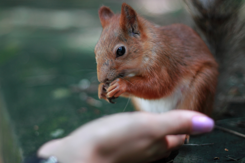 Астраханских школьников приглашают в эко-проект МТС о природе России